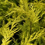 Cypruštek Lawsonov (Chamaecyparis lawsoniana)  ´STEWARTII´ - výška 60-90 cm, kont. C3L